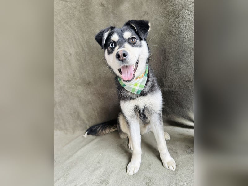 Timur (Trappista) - Menschenbezogener Wirbelwind sucht sein Zuhause