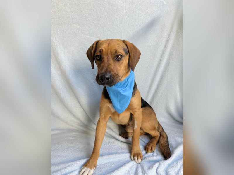 Ash - Sensibler Hundejunge sucht verständnisvolles Zuhause!