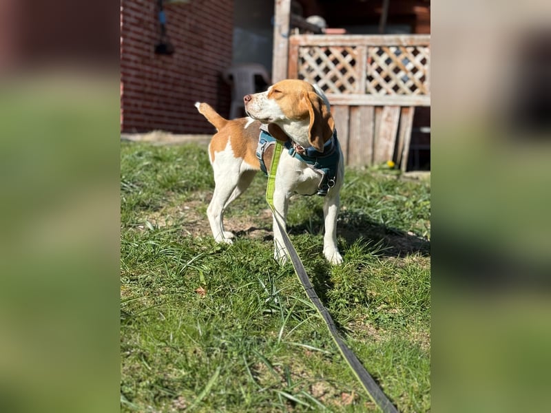 Pippa - Kleine Beagle-Mix Hündin sucht ein Zuhause