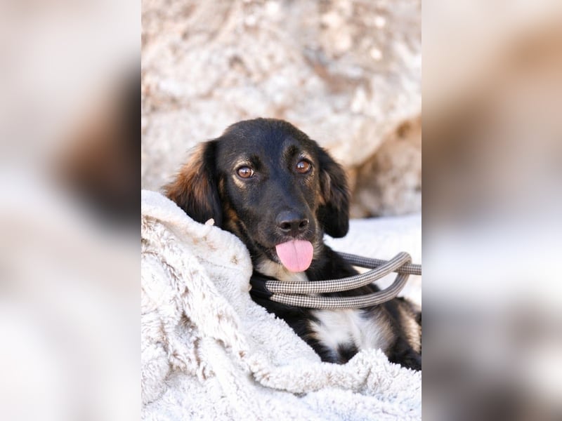 Hazel - Sanftes Welpenmädchen sucht ihr Für-immer-Zuhause