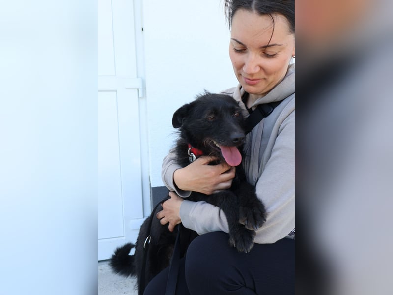 Stella - Liebevolle Hündin möchte endlich ankommen