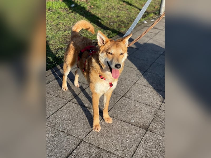 Rony-Aktiver, freundlicher Rüde mit Köpfchen