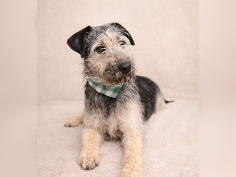 Rafi - Toller Begleiter sucht seine Menschen!