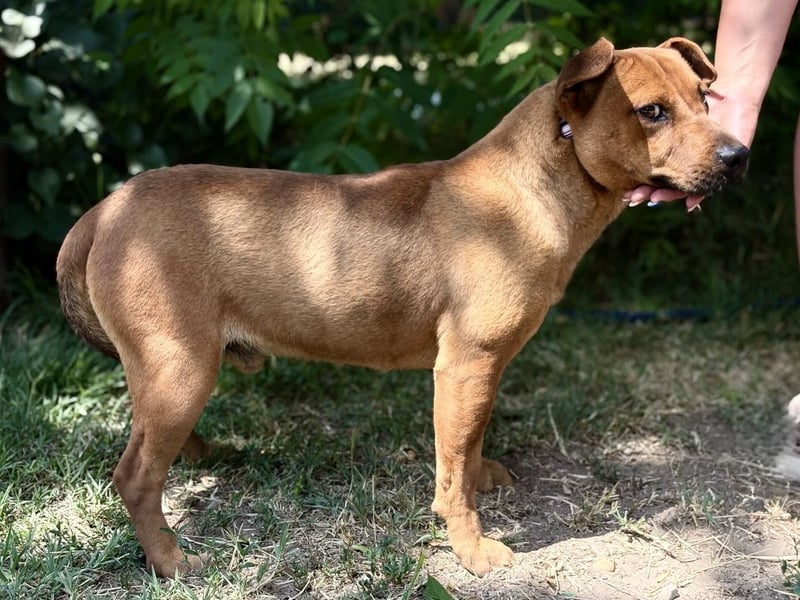 Bandi - Fröhlicher Herzenshund sucht sein Für-immer-Zuhause