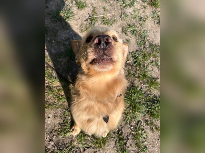 Chopper - selbstbewusster Goldie-Mix sucht seine Familie *in 86685 Huisheim*