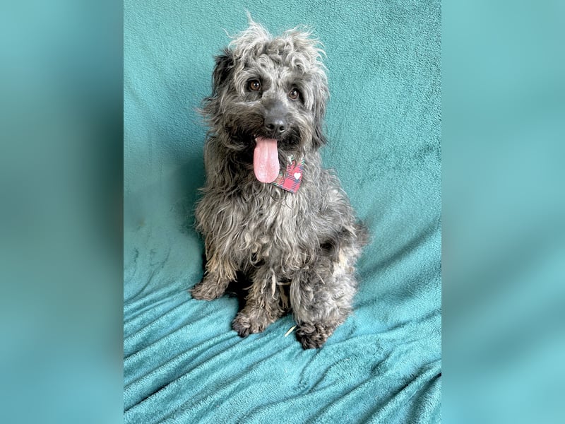 Ella - Sensible Hündin sucht einfühlsames Zuhause