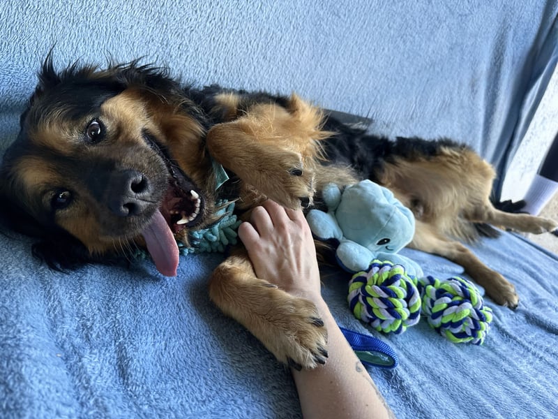 Zapote - Großer Schmusebär auf der Suche nach seinem Happy EndGroßer Schmusebär auf der Suche nach s