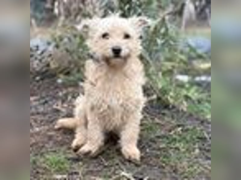 Walley -Bezaubernder Welpe auf der Suche nach seiner Familie!