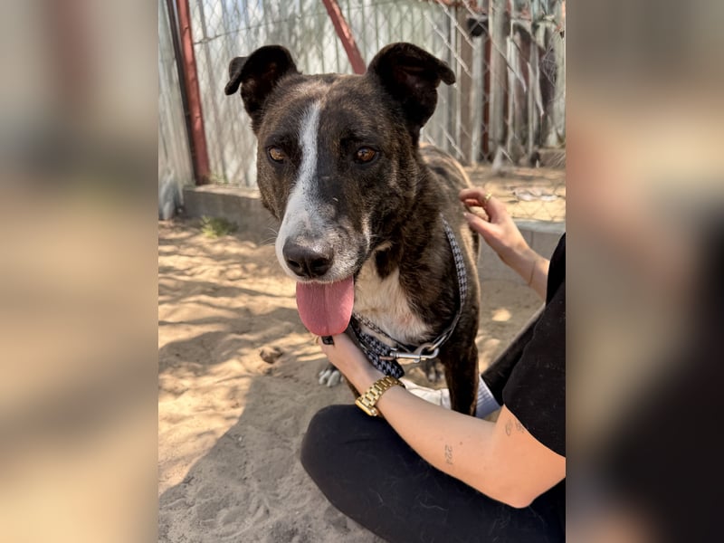 Hardin Fröhlicher, aktiver Traumhund sucht seine Menschen