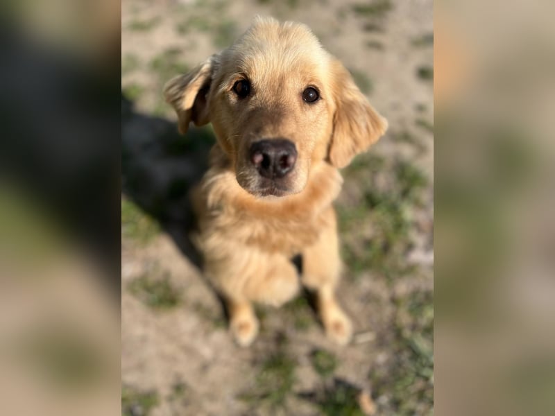 Chopper - selbstbewusster Goldie-Mix sucht seine Familie *in 86685 Huisheim*