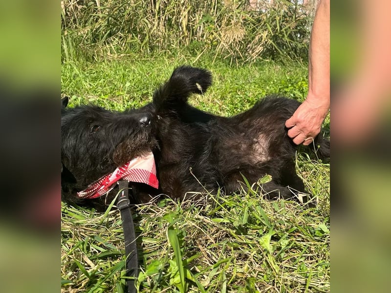 Arny -Leiser, sanfter Rüde auf der Suche nach einem sicheren Platz im Leben