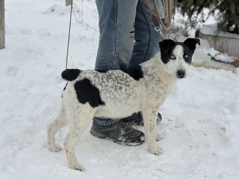 Kripton -Fröhlicher Entdecker mit großem Herz!