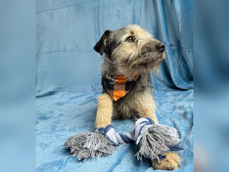 Rafi - Toller Begleiter sucht seine Menschen!