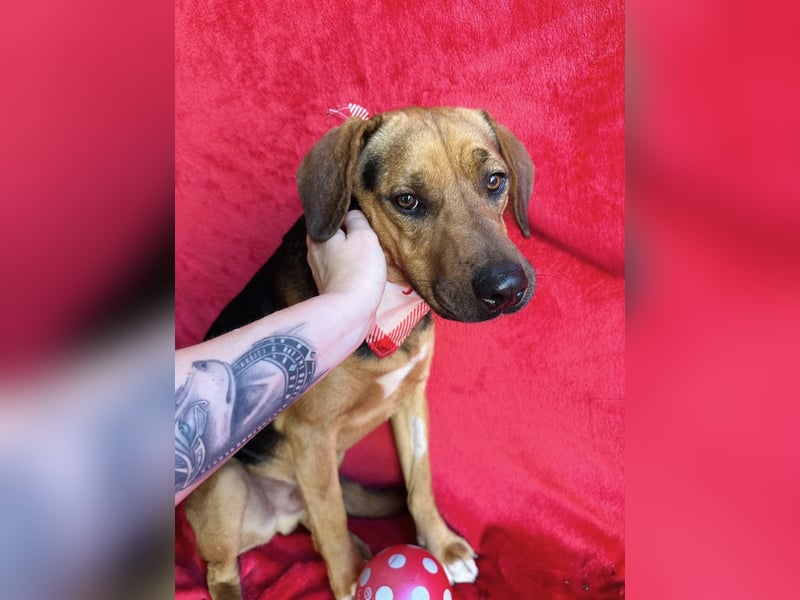 Ash - Sensibler Hundejunge sucht verständnisvolles Zuhause!