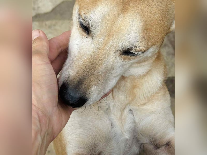 Szotti -Sanfter Rüde auf der Suche nach seinen Menschen