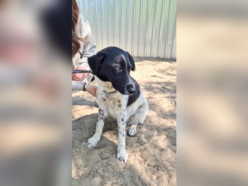 Gustav (Gaston) Aktiver Herzenshund sucht seine Menschen fürs Leben!
