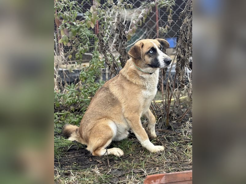 Shirley -Liebes Wesen möchte endlich ankommen!