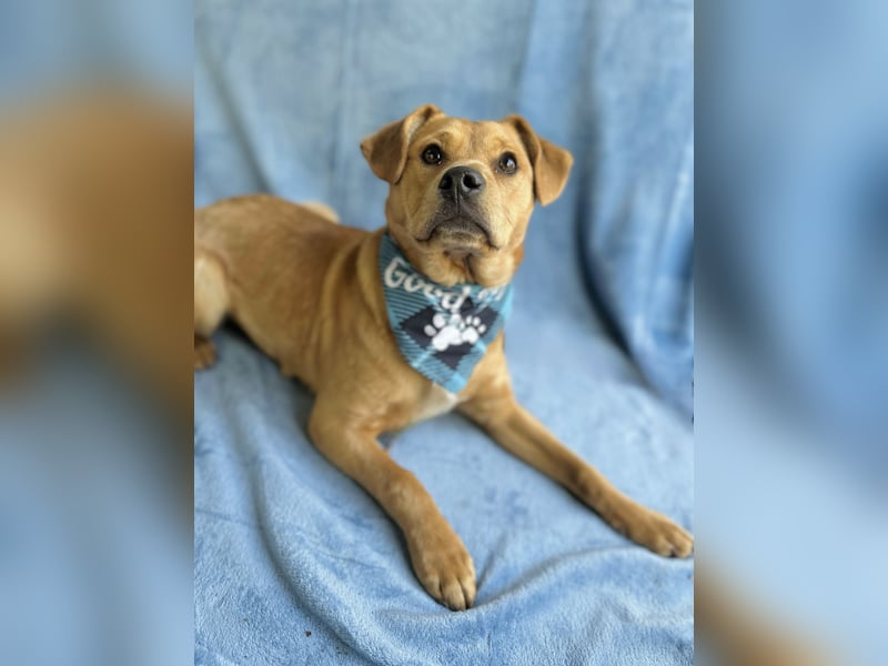 Frisco - Verschmuster Herzenshund sucht sein Glück