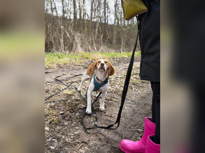 Pippa - Kleine Beagle-Mix Hündin sucht ein Zuhause