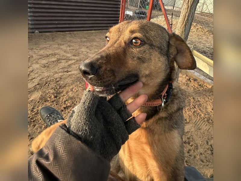Prometeusz Sensibler Hund sucht Menschen mit Geduld und Herz