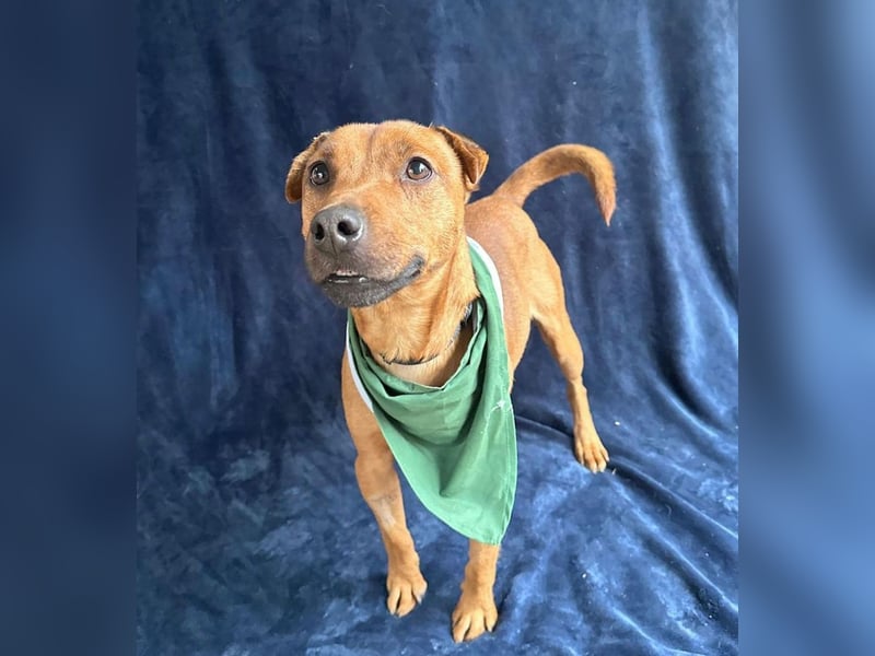 Zerind -Sensibler, freundlicher Rüde sucht seine Menschen!