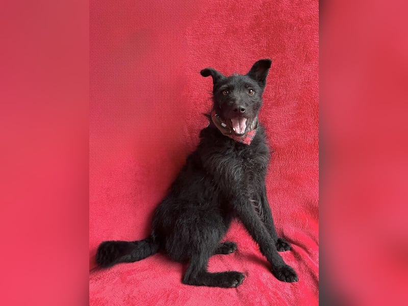 Strolch (Unicum) -Liebevolle Hündin möchte endlich ankommen