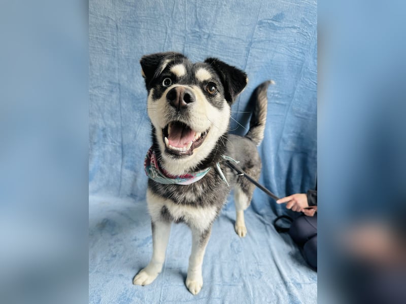 Timur (Trappista) - Menschenbezogener Wirbelwind sucht sein Zuhause