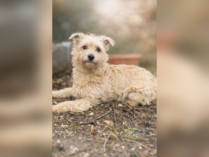 Walley -Bezaubernder Welpe auf der Suche nach seiner Familie!