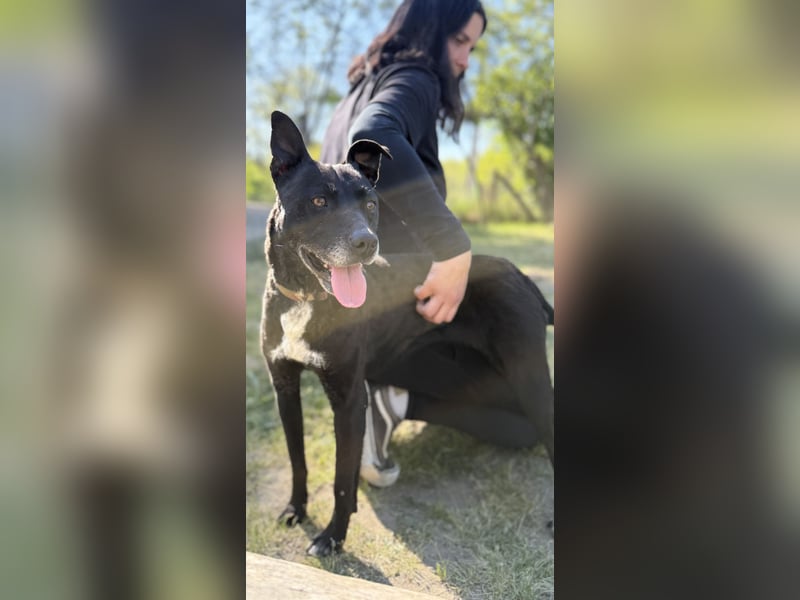 Lara Treue Seele sucht ihr endgültiges Zuhause