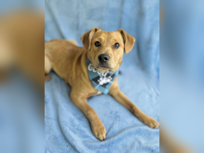 Frisco - Verschmuster Herzenshund sucht sein Glück