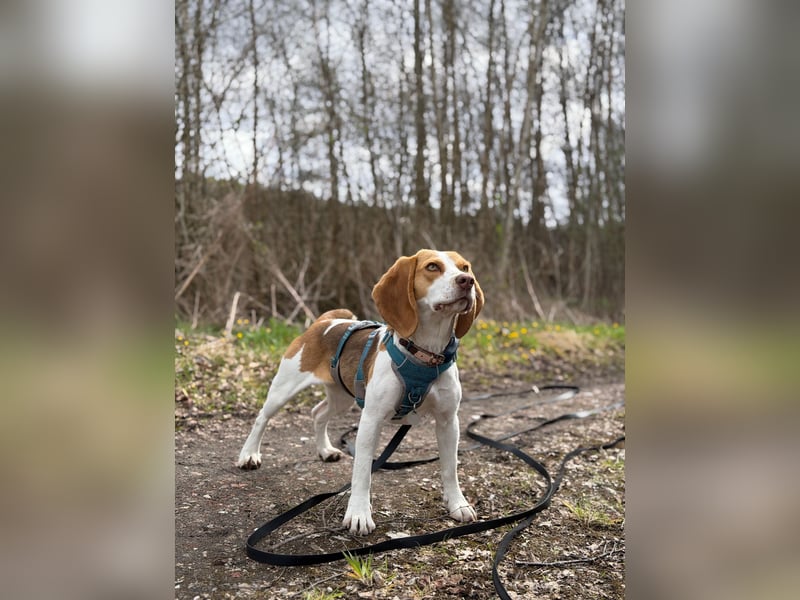 Pippa - Kleine Beagle-Mix Hündin sucht ein Zuhause