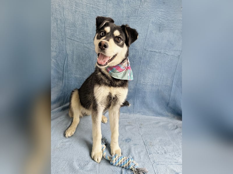 Timur (Trappista) - Menschenbezogener Wirbelwind sucht sein Zuhause