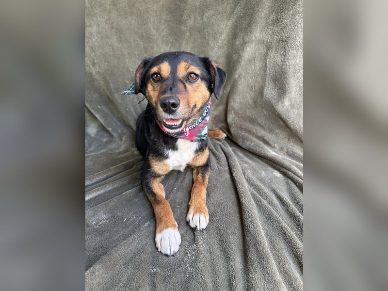 Gareth - Treuer Herzenshund sucht sein Für-immer-Zuhause *bald in 71711 Murr*