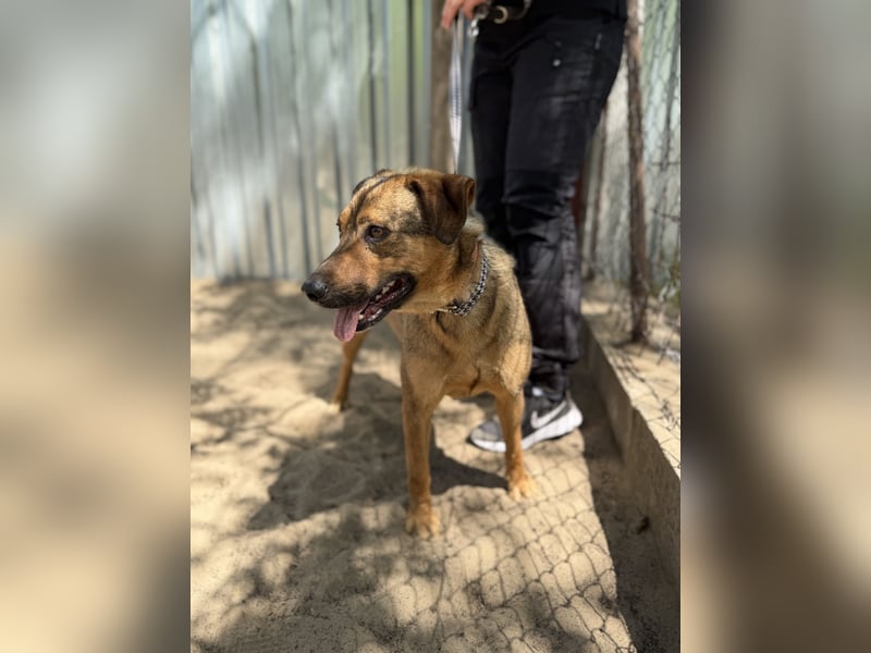 Prometeusz Sensibler Hund sucht Menschen mit Geduld und Herz