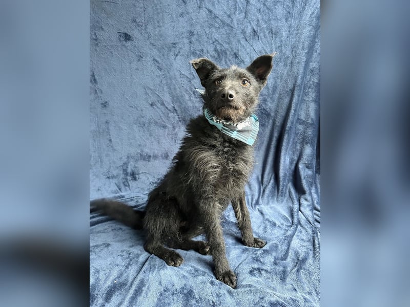 Strolch (Unicum) -Liebevolle Hündin möchte endlich ankommen