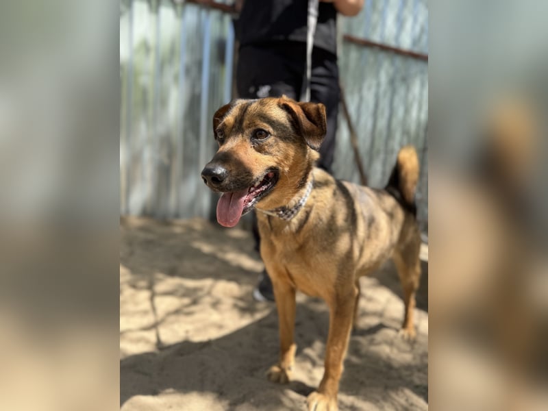 Prometeusz Sensibler Hund sucht Menschen mit Geduld und Herz