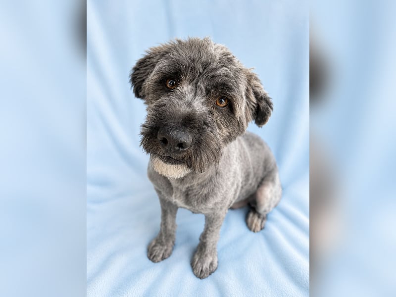 Cody - Sensibler Rüde sucht einfühlsames Zuhause