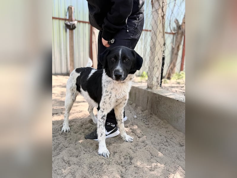 Gustav (Gaston) Aktiver Herzenshund sucht seine Menschen fürs Leben!