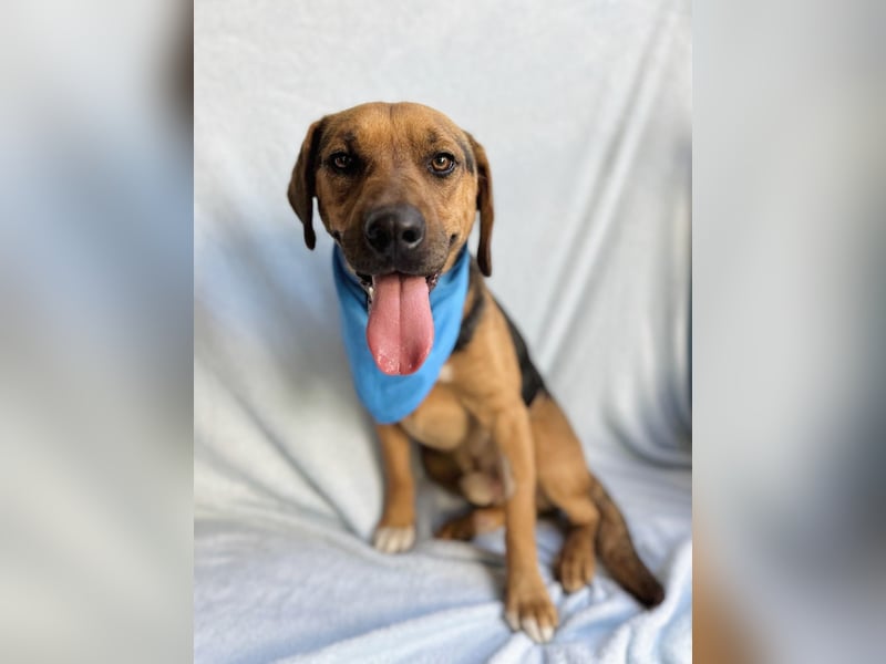 Ash - Sensibler Hundejunge sucht verständnisvolles Zuhause!