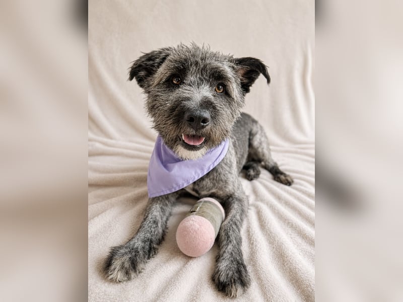 Cody - Sensibler Rüde sucht einfühlsames Zuhause