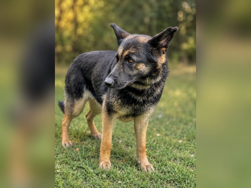Dora (Démon) - Bezaubernde Schäfer-Mix-Hündin sucht ihr Zuhause!