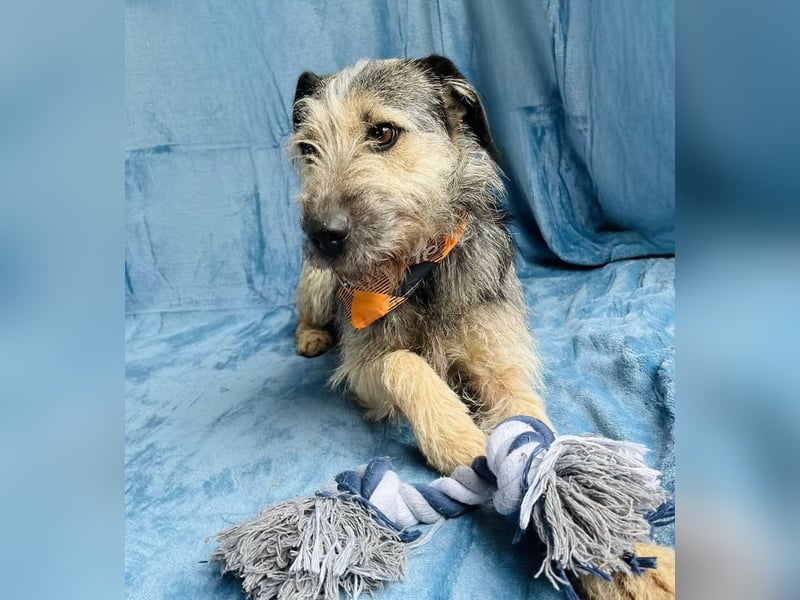 Rafi - Toller Begleiter sucht seine Menschen!