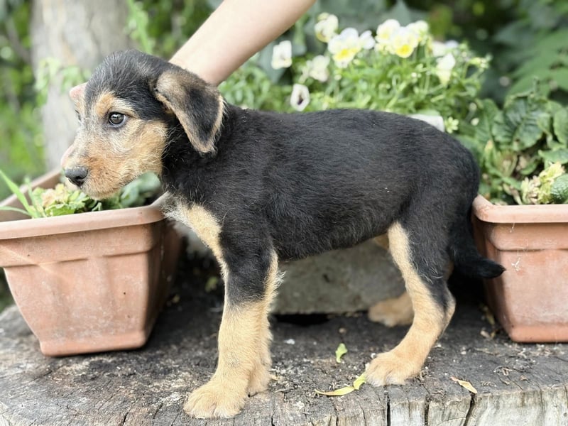 Irma - Bezauberndes Hundemädchen sucht ihr Zuhause!