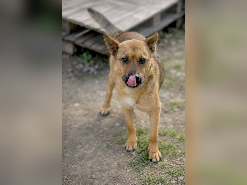 Suki (Cuki) - Freundliche Hündin mit großem Herz sucht ihre Familie