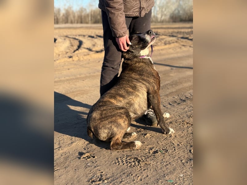 Hardin Fröhlicher, aktiver Traumhund sucht seine Menschen