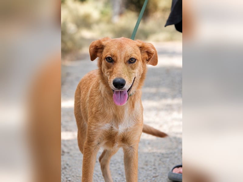 Ayla - Lebesnfrohes Hundemädchen sucht ihr Für-immer-Körbchen
