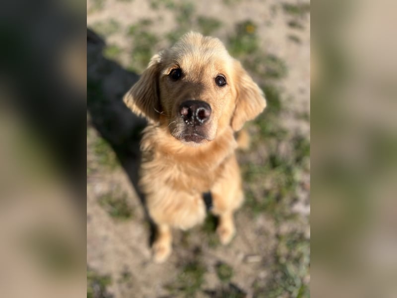 Chopper - selbstbewusster Goldie-Mix sucht seine Familie *in 86685 Huisheim*