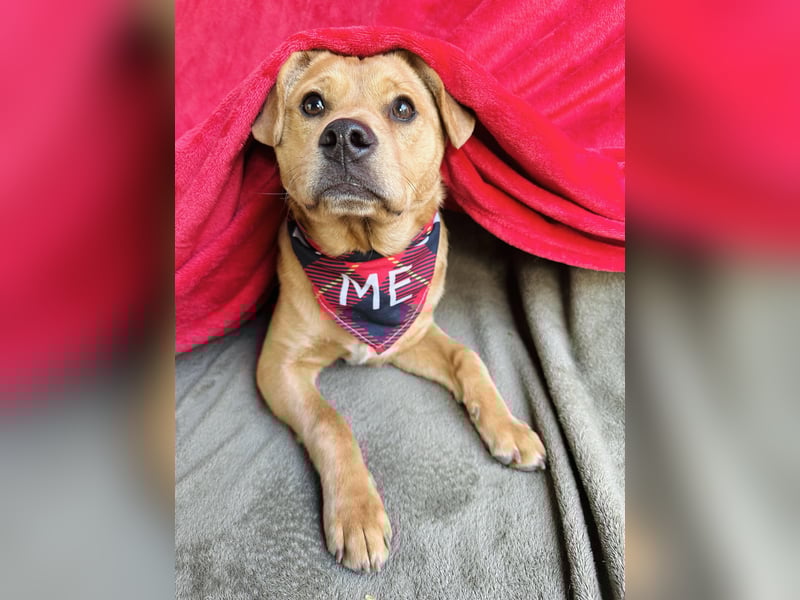 Frisco - Verschmuster Herzenshund sucht sein Glück