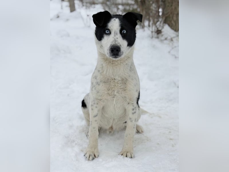 Kripton -Fröhlicher Entdecker mit großem Herz!
