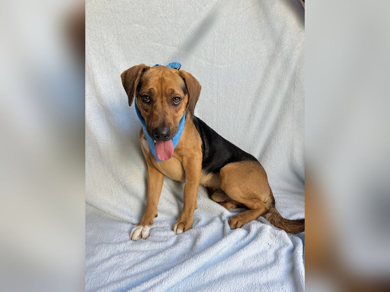 Ash - Sensibler Hundejunge sucht verständnisvolles Zuhause!